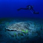 Tenerife: Diving w/ Underwater Scooter (DPV) - The Practicalities: What’s Included, What’s Not