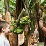 Tenerife: Finca Las Margaritas Banana Plantation Experience - Practical Tips for Visitors