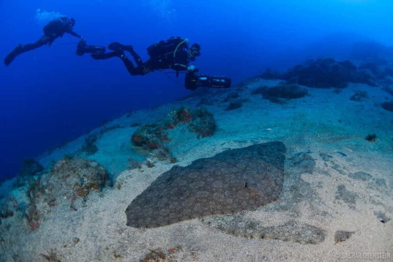 Tenerife: Guided Dive and Scooter Experience - The Value of the Guided Scooter Dive Experience