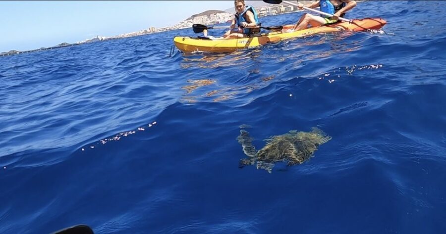 Tenerife: Kayak Safari and Sea Turtle Snorkeling - FAQ