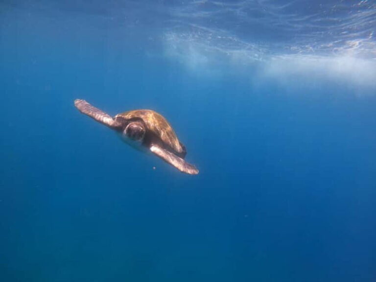 Tenerife: Kayak Sea Safari with Snorkel and Snacks - What Makes This Tour Stand Out?