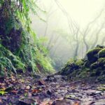 Tenerife: La Laguna & Anaga hike - The Practicalities: What You Need to Know