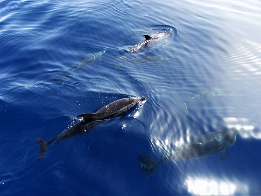 Tenerife: Los Gigantes Whale Watching Cruise by Sail Boat - Final Thoughts: Is This Tour Right for You?