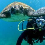Tenerife: PADI Beginner Scuba Dive in the Turtle Area - What to Expect: A Well-Structured Underwater Encounter