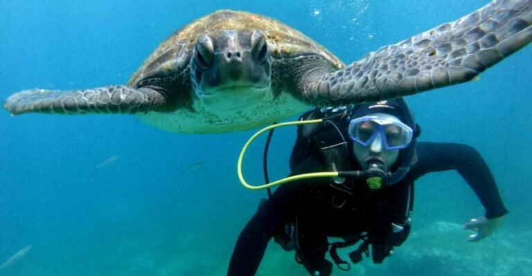 Tenerife: PADI Beginner Scuba Dive in the Turtle Area - What to Expect: A Well-Structured Underwater Encounter
