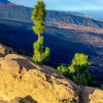 Tenerife Private Tour: Teide and Flavors of The North - An In-Depth Look at the Tenerife Private Tour