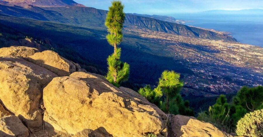 Tenerife Private Tour: Teide and Flavors of The North - An In-Depth Look at the Tenerife Private Tour