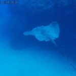 Tenerife: Puerto Colon Certified Scuba Dive by Speed Boat - What Makes This Experience Stand Out?