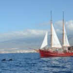 Tenerife: Respectful Whale Watching Pirate Cruise + Swim - What Makes This Tour Special?