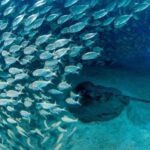 Tenerife: Scuba Diving Experience for Every Level - Who Should Consider This Experience?