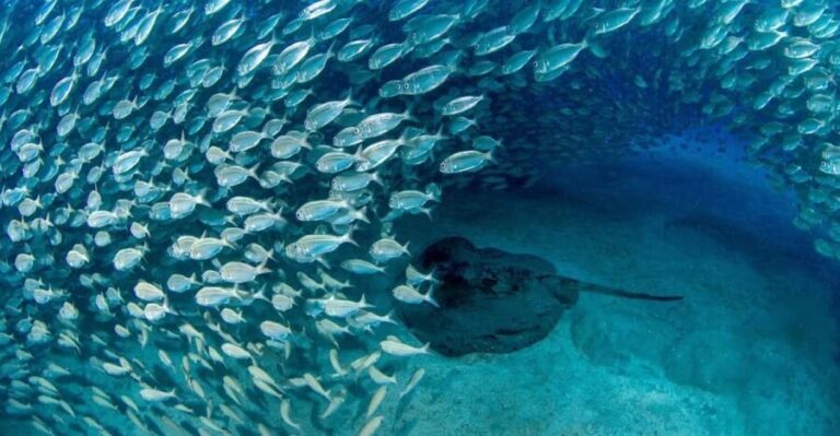 Tenerife: Scuba Diving Experience for Every Level - Who Should Consider This Experience?