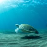 Tenerife: Scuba Diving Lesson and Abades Protected Area Dive - Practical Details and Considerations