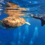 Tenerife: Snorkel with Turtles - The Practicalities: What to Know Before You Book