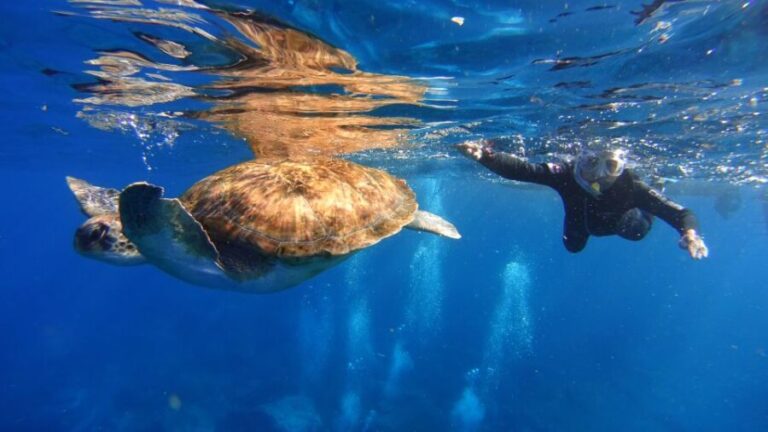 Tenerife: Snorkel with Turtles - The Practicalities: What to Know Before You Book