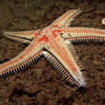 Tenerife: Snorkeling Equipment Rental in Radazul - Who Is This Experience Best For?