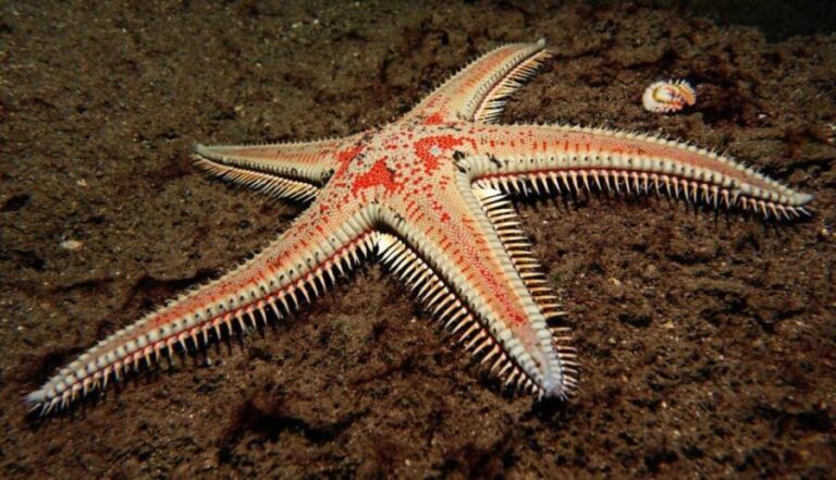 Tenerife: Snorkeling Equipment Rental in Radazul - Who Is This Experience Best For?