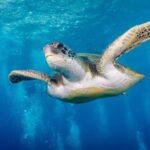 Tenerife: Snorkeling to look for Turtles and Rays - The Equipment and Comfort: What You’re Getting