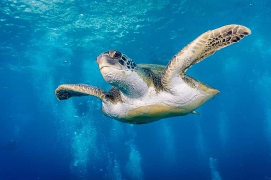 Tenerife: Snorkeling to look for Turtles and Rays - The Equipment and Comfort: What You’re Getting