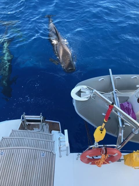 Tenerife: Whale and Dolphin Watching Boat Tour - Key Points