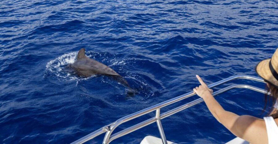 Tenerife: Whale and Dolphin Watching Tour by Sailboat - The Itinerary: What’s Included
