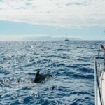 Tenerife: Whale & Dolphin Watching with Drinks and Snacks - An Honest Breakdown of the Experience