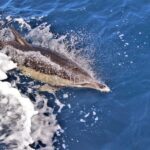 Terceira: Boat Tour and Swimming with Dolphins - What to Expect: Practical Details and Insights