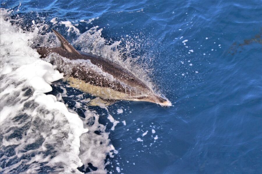 Terceira: Boat Tour and Swimming with Dolphins - What to Expect: Practical Details and Insights