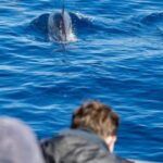 Terceira: Half-Day Dolphin and Whale Watching Tour - What to Expect During the Tour