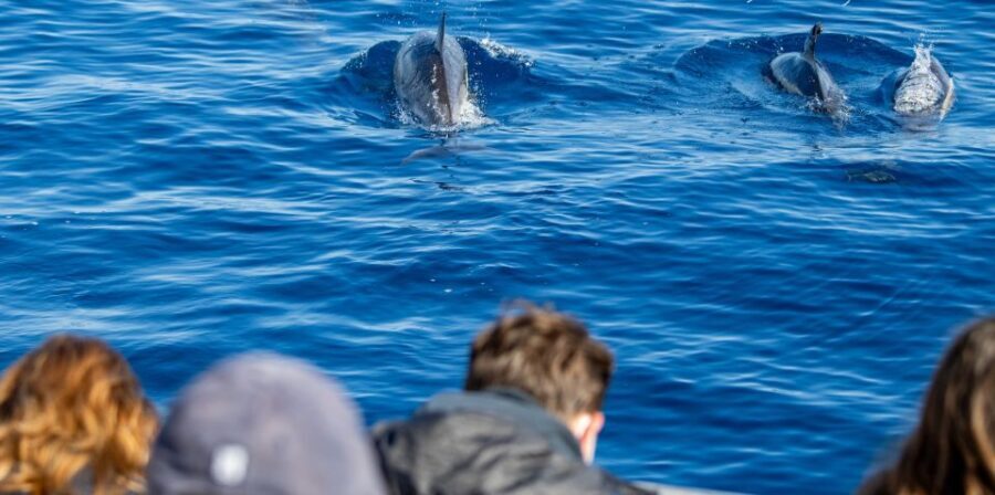 Terceira: Half-Day Dolphin and Whale Watching Tour - What to Expect During the Tour