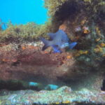 Terceira Island: Snorkeling Adventure - The Value of This Experience