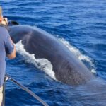 Terceira Island : Whale and Dolphin Watching boat excursion - Who This Tour Is Perfect For