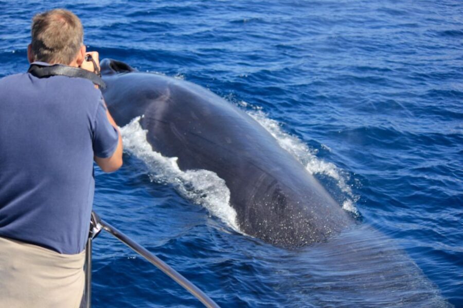 Terceira Island : Whale and Dolphin Watching boat excursion - Who This Tour Is Perfect For