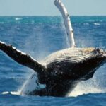 Terceira Island Whale Watching and Jeep Tour - The Experience: What Truly Stands Out