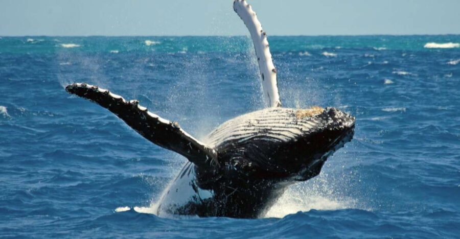Terceira Island Whale Watching and Jeep Tour - The Experience: What Truly Stands Out