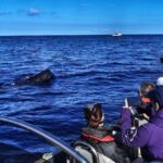 Terceira: Whale and Dolphin Watching in a Zodiac Boat - Key Points