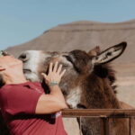 The Animal Academy - Shelter Tour - A Close Look at the Shelter Tour Experience