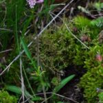 THE BOTANICAL GARDENS OF AOSTA VALLEY - Why This Tour Works Well