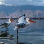 The Island of the Snakes - Golem Grad - What Makes This Tour Stand Out