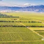 The largest winery in Montenegro: private tour & transport - What Makes This Tour Stand Out?