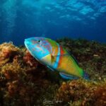 Tias: Guided Snorkeling Tour in Playa Chica - What to Expect from the Tour