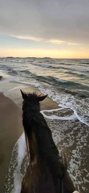 Tirana/Durrës: Fllakë Beach Escape and Optional Horse Ride - Practical Details and Value
