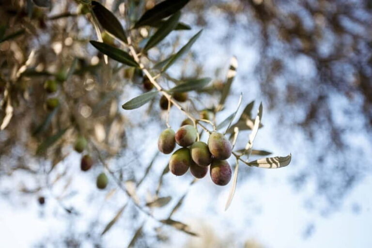 Tivoli: Entrance Ticket to Villa Adriana & App Audioguide - Is This Tour Worth It?