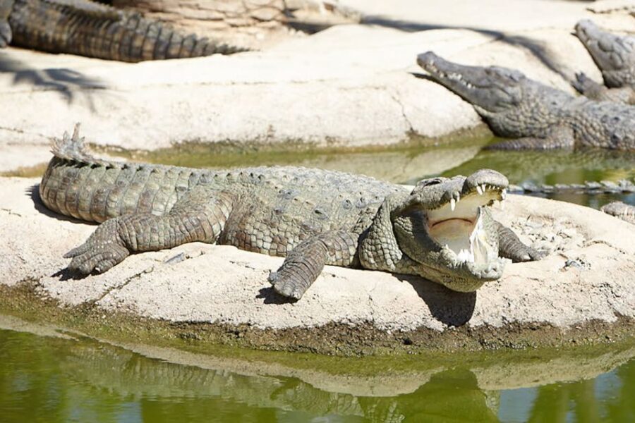 Torremolinos: Crocodile Park Entrance Ticket - Final Thoughts