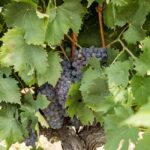 Tour and tasting at the Casalbosco estate - Who Will Love This Tour?