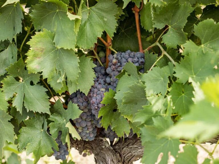 Tour and tasting at the Casalbosco estate - Who Will Love This Tour?