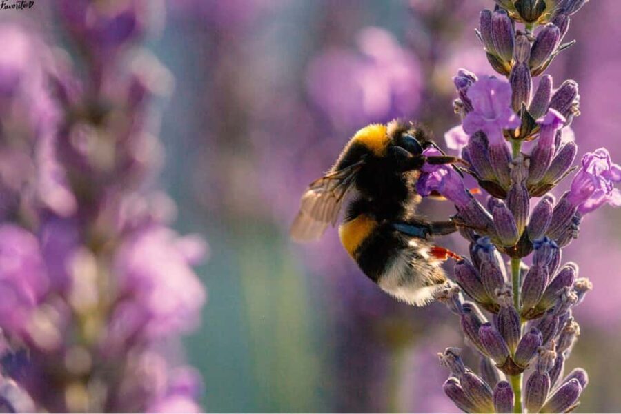 Tour of the Bandol and Côtes de Provence vineyards + Lunch - Who Will Love This Experience?