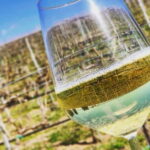 Tour & Tasting at Cantine Capitani - The Vineyard Walk: A Photo-Ready Moment