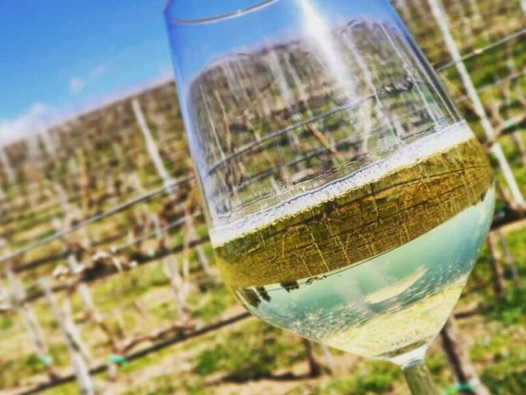 Tour & Tasting at Cantine Capitani - The Vineyard Walk: A Photo-Ready Moment