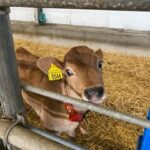 Tour to Windmills, Cheese, Clogs and Volendam from Amsterdam - Analyzing the Value