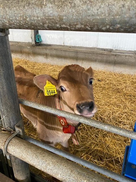 Tour to Windmills, Cheese, Clogs and Volendam from Amsterdam - Analyzing the Value